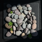 Multicolor — Plantas